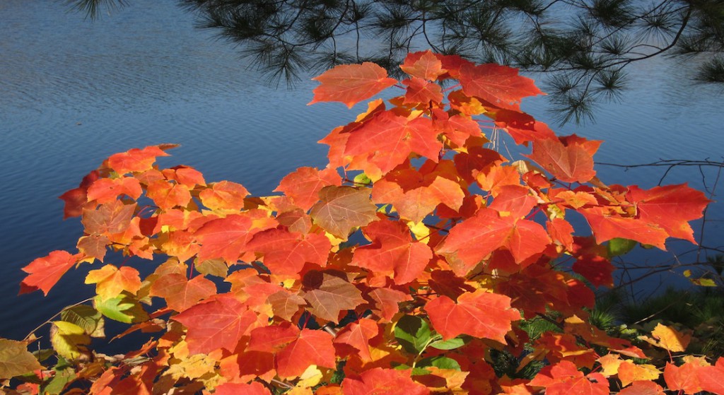 leaves turning red against backdrop of lake